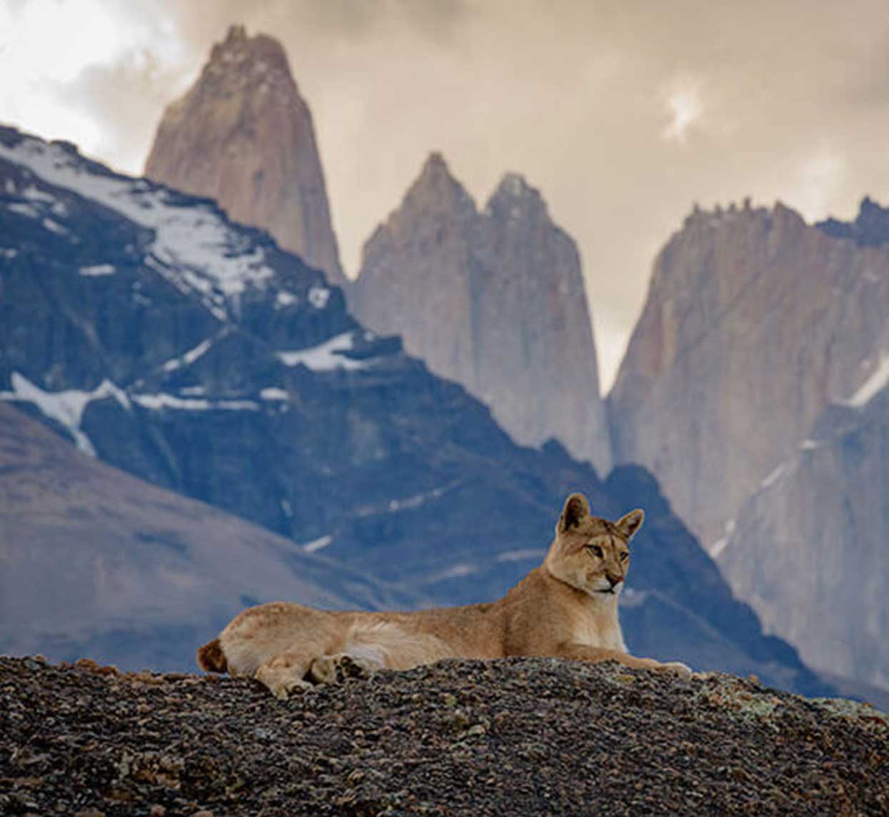 Puma Tracking Experience in Torres del Paine